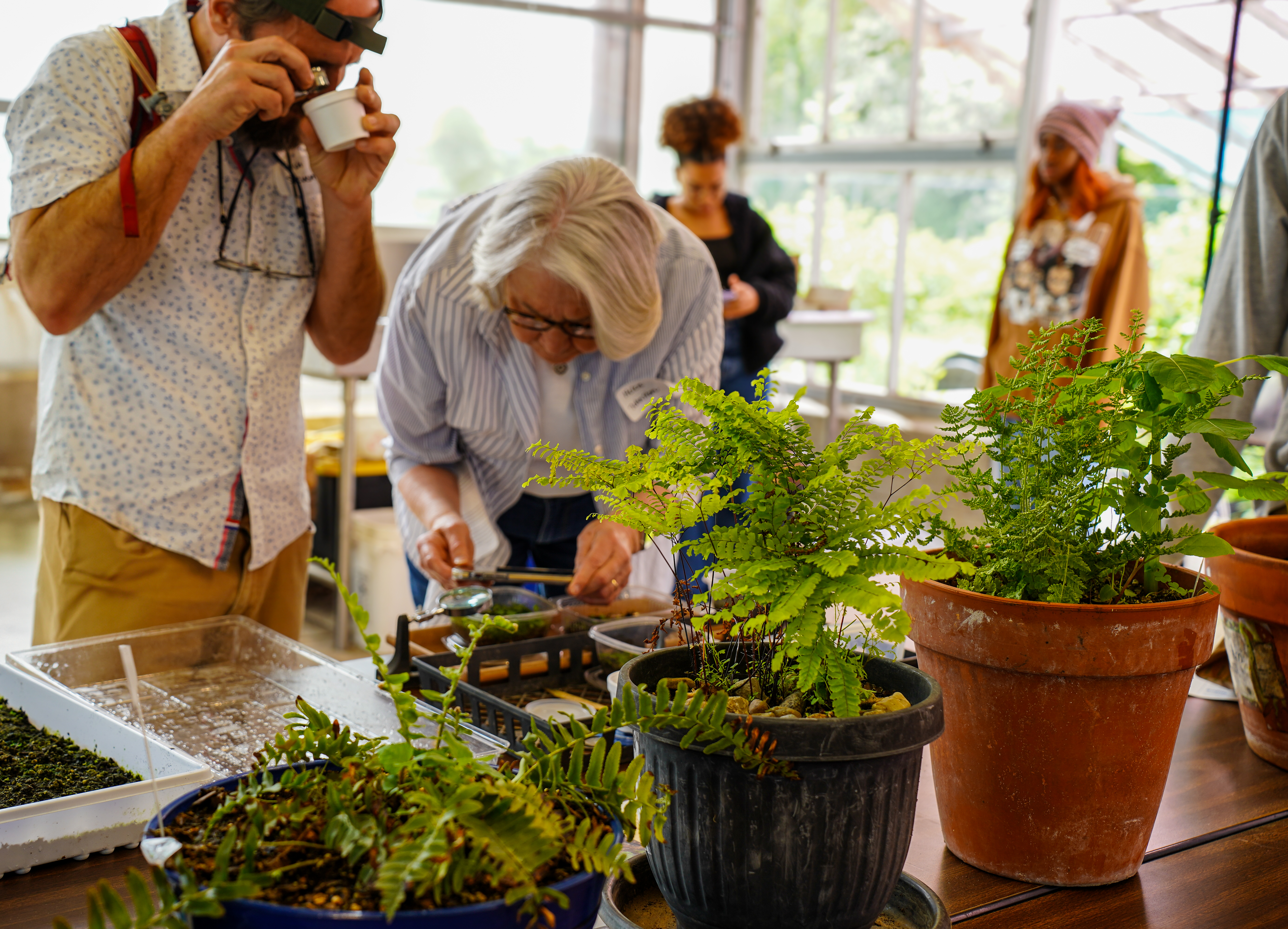 Two people look at ferns in different stages of growth on a table in a greenhouse.